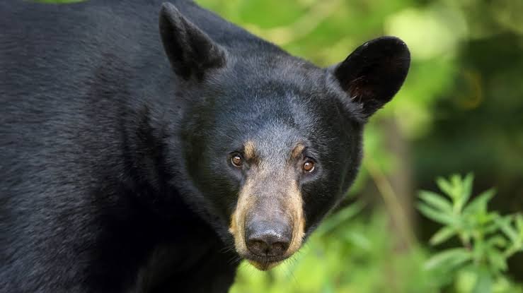 Black Bear USA